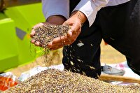 برداشت ۱۲ هزار تن دانه روغنی کلزا در استان اردبیل