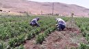 کاشت لوبیا نخستین بار در مزارع اسدآباد