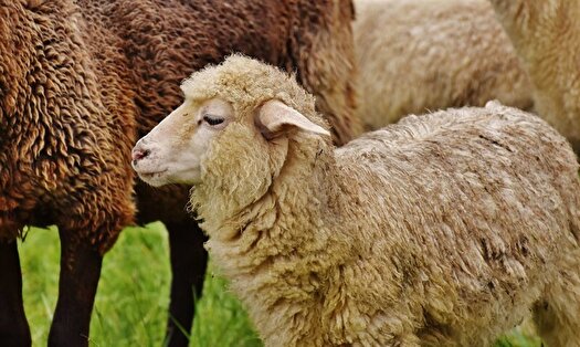اصلاح نژاد دام برای خودکفایی در تامین گوشت