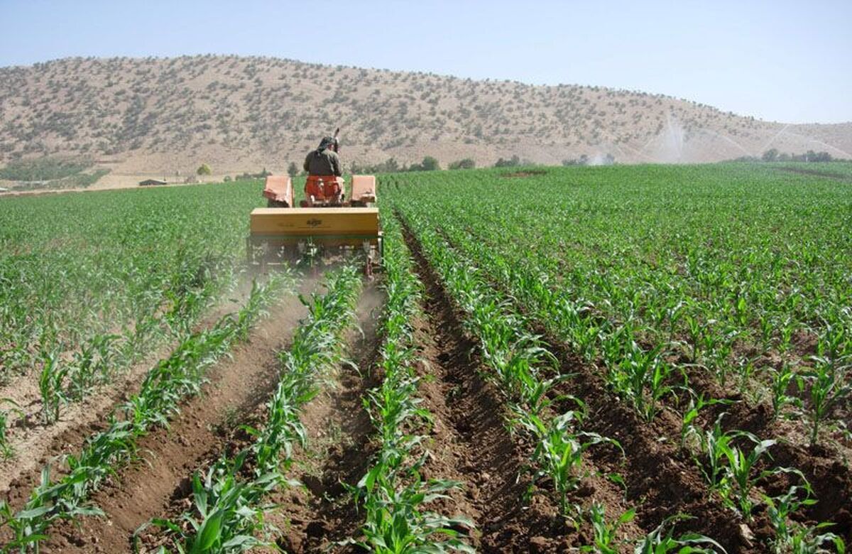 کشت ذرت علوفه ای در کوار