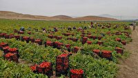 آغاز برداشت گوجه فرنگی از هزار هکتار مزارع بیضا