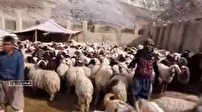مولدان بی ادعا نیازمند دیده شدن