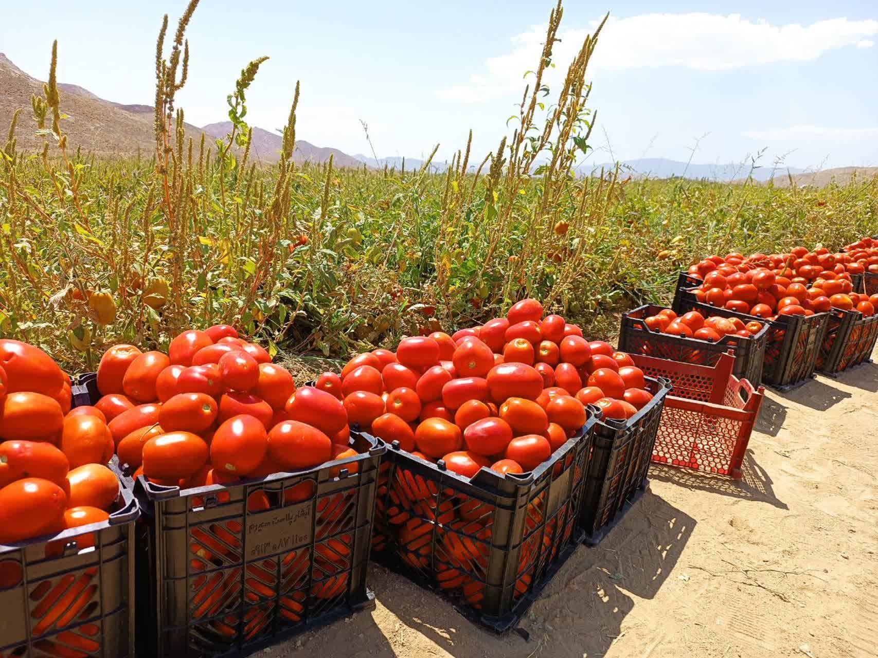 برداشت گوجه فرنگی از مزارع شهر بهمن