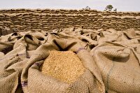 خرید تضمینی بیش از  ۲۷۹ هزار تن گندم و ۳۹۰۰ تن کلزا از کشاورزان آذربایجان غربی