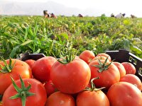 آغاز برداشت گوجه فرنگی در بهمن