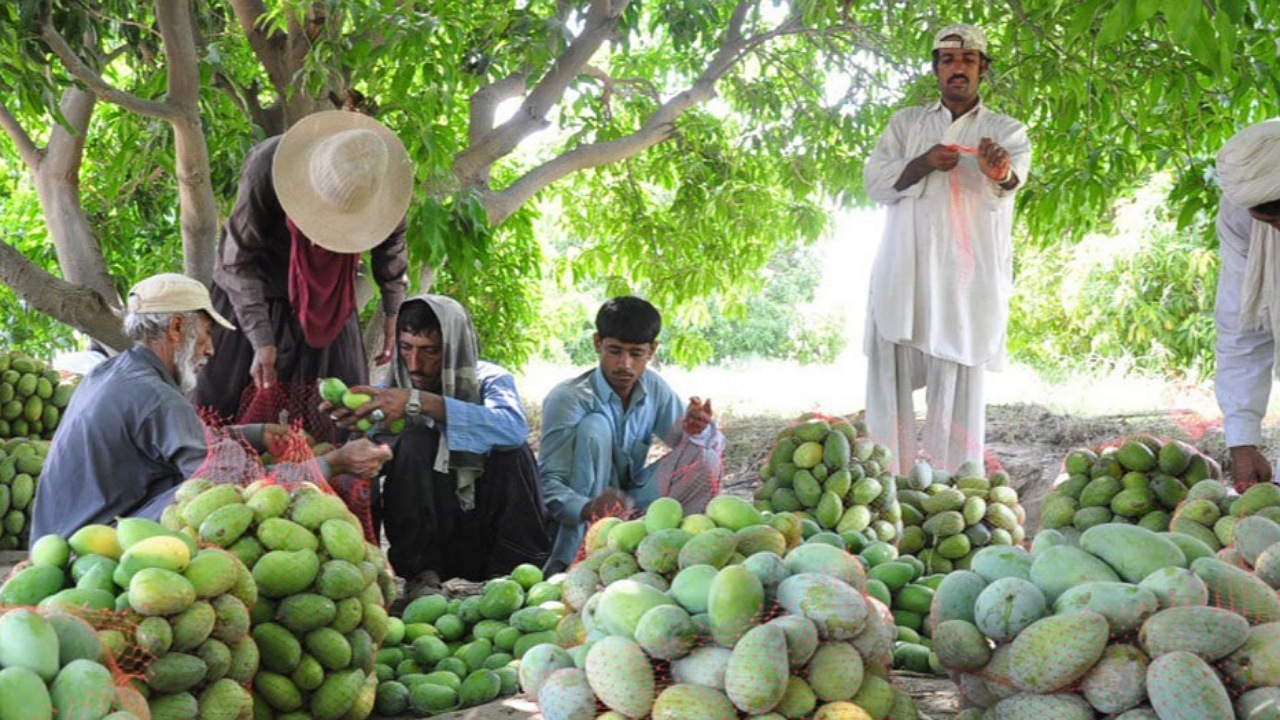 برداشت بیش از ۱۲ هزار تن انبه در سیستان و بلوچستان