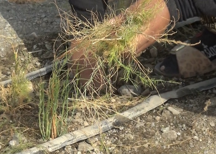 آغاز برداشت مارچوبه در رودان آغاز برداشت مارچوبه در رودان