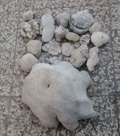 کشف و ضبط ۲۲ کیلو مرجان در شهرستان قشم