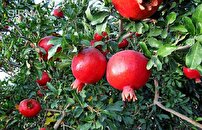 طارم سفلی، قطب تولید انار مرغوب قزوین