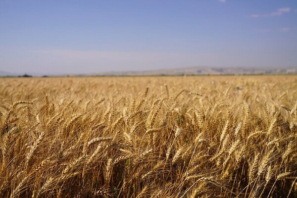 واریز مطالبات گندمکاران خوزستانی