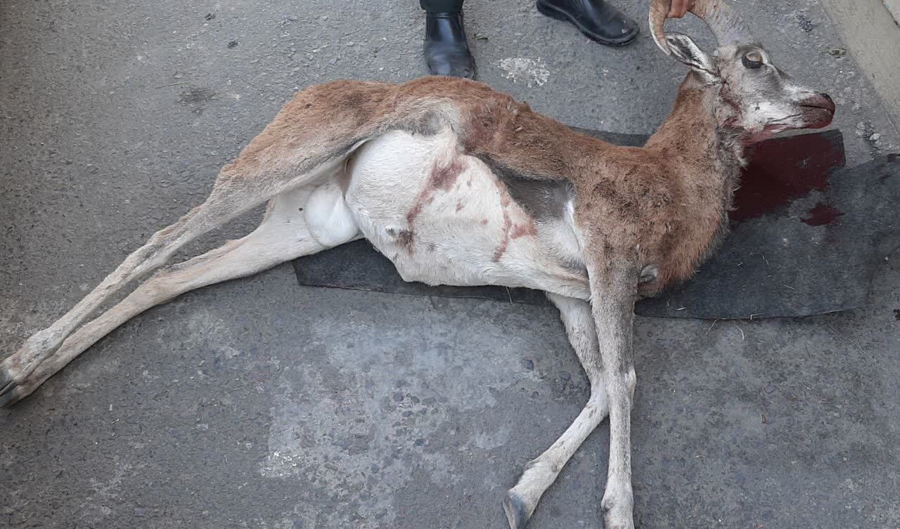 دستگیری شکارچیان غیرمجاز در میامی