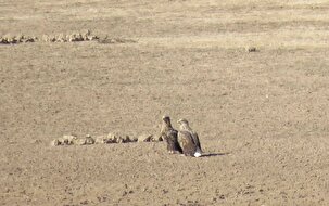 رصد ۱۲۰۰ قطعه انواع پرندگان مهاجر در سد بار شهرستان فیروزه