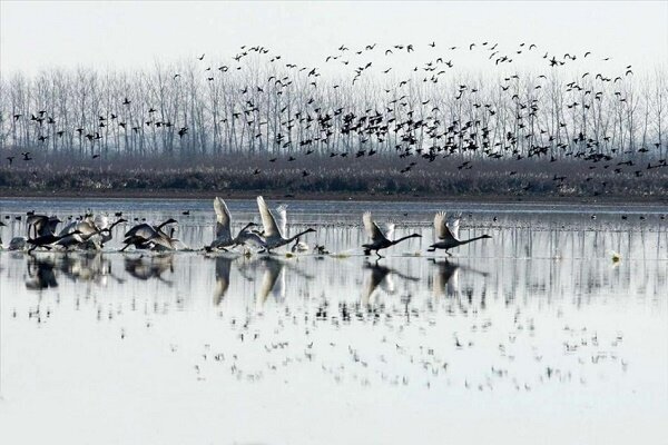 پایش آنفلوآنزای فوق‌حاد پرندگان در تالاب انزلی