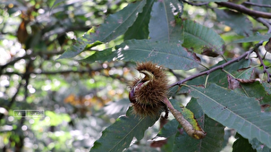 برداشت شاه بلوط از دل جنگل‌های هیرکانی