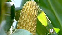 پیشبینی برداشت ۶۰۰ هزار تن ذرت علوفهای
