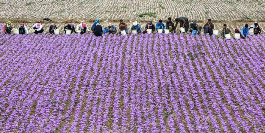 برنامه دولت خرید حمایتی زعفران از کشاورزان است