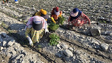 آغاز کاشت فلفل در زمینهای کشاورزی بخش شمیل آغاز کاشت فلفل در زمینهای کشاورزی بخش شمیل