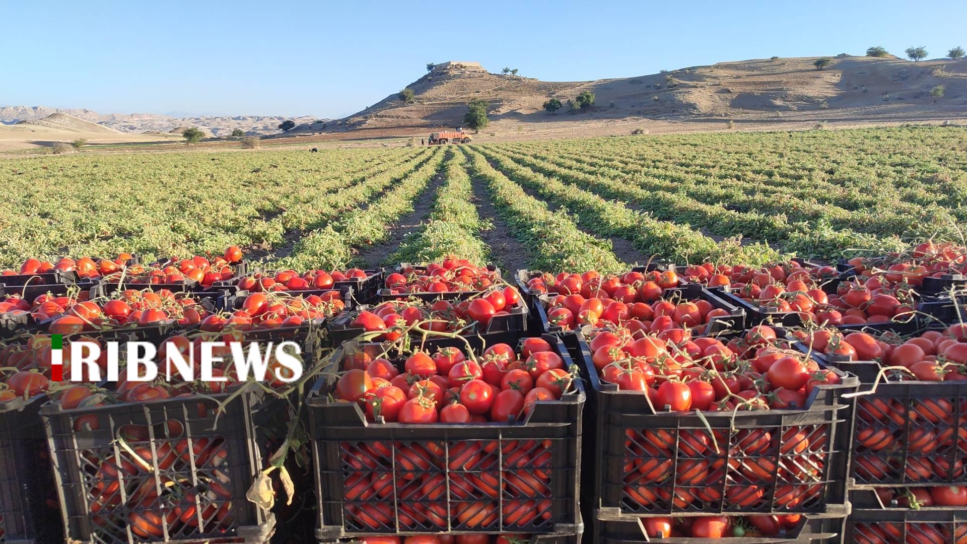 آغاز برداشت گوجه فرنگی از مزارع دشت آبلش لنده آغاز برداشت گوجه فرنگی از مزارع دشت آبلش لنده