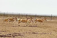 بازگشت گورخر‌های ایرانی از ابرکوه به زیستگاه‌های طبیعی خود