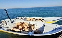 توقیف شناور حامل دام قاچاق در آب‌های بندرعباس