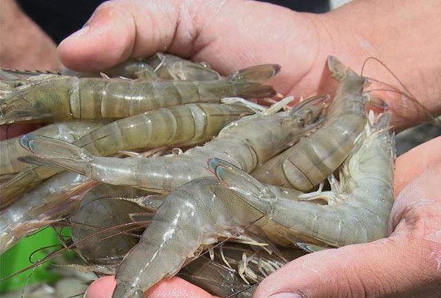 برداشت ۱۵ هزار تن میگوی پرورشی