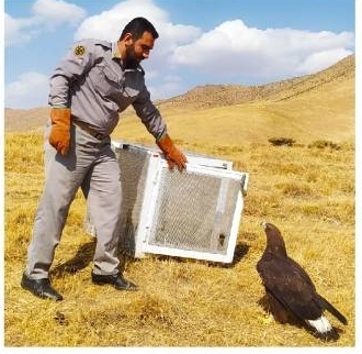 رهاسازی بیش از هزار پرنده و پستاندار در کردستان طی یکسال گذشته