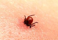 افزایش خطر تب کریمه‌کنگو با آغاز فصل گرما