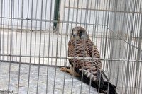 نجات و رهاسازی یک بهله دلیجه در کرمانشاه
