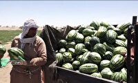 برداشت چیتک ریگ چاه از اراضی کشاورزی زاهدان