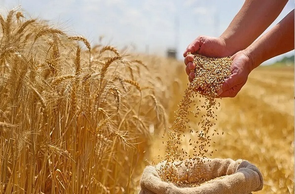 رونمایی از ۲ رقم جدید گندم بنام «شاهو» و «نیلا» در استان کرمانشاه