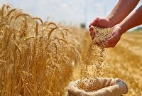 خرید تضمینی بیش از ۶۵۰ هزار تن گندم در خوزستان
