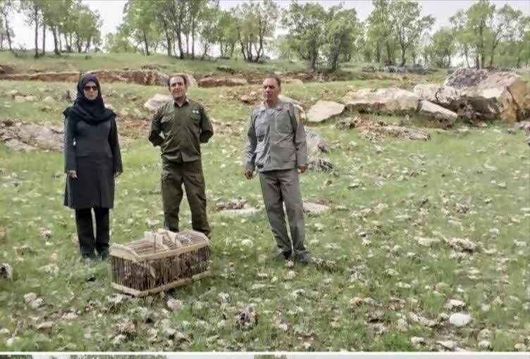 کشف و ضبط ۱۲ قطعه کبک از یک متخلف در اسلام آباد غرب