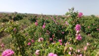 پیش بینی برداشت ۲۵۰ تن گل محمدی در خراسان شمالی