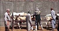 واکسیناسیون دام‌ها درمقابل بیماری‌ها