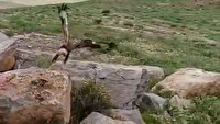 رها سازی یک بهله سارگپه در منطقه آزاد شهرستان طارم