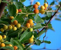 آغاز توسعه باغات کُنار در خرمشهر