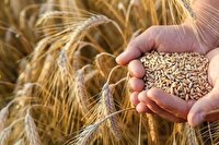 خبر خوش وزیر جهاد کشاورزی برای گندمکاران / پرداخت ۵۰ درصد مطالبات