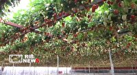 کشت گلخانه ای در کامیاران راهکاری برای تحقق بهره وری