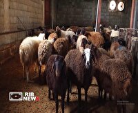 تلف شدن دام‌ها در دو روستای باینچوب و بازیرباب