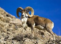 وضعیت مطلوب زیستگاه‌های قوچ و میش ارمنی در شاهین‌دژ