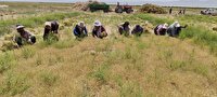پیش‌بینی برداشت ۶۰۰ تن زیره سبز درخوشاب
