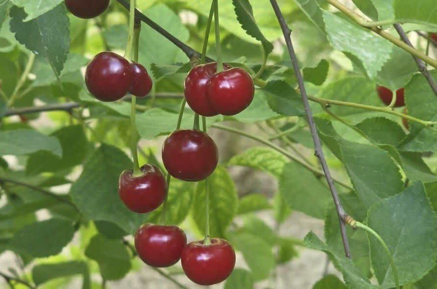 آغاز برداشت آلبالو در خضرآباد
