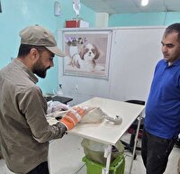 نجات فلامینگوی مصدوم در سواحل بندر لنگه