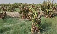 خسارت به موزستان‌های دشتیاری و زرآباد
