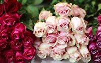 تولید ۲۲۵ هزار شاخه گل رز در خراسان جنوبی