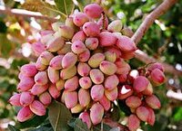 برنامه ریزی برای ارتقای سطح کیفی پسته ابرکوه