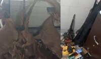 ضربه محیط‌بانان بهابادی به شکارچیان حرفه‌ای