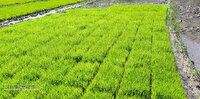 افزایش ۳۰۰ هکتاری سطح زیر کشت برنج در الموت شرقی