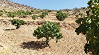 آغاز عملیات گرده‌افشانی در باغ‌های انجیر دیم شهرستان جهرم