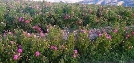 کشت گل محمدی در ۳۶۰ هکتار اراضی چهارمحال و بختیاری